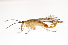 Panorpa submaculosa