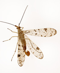 Panorpa submaculosa