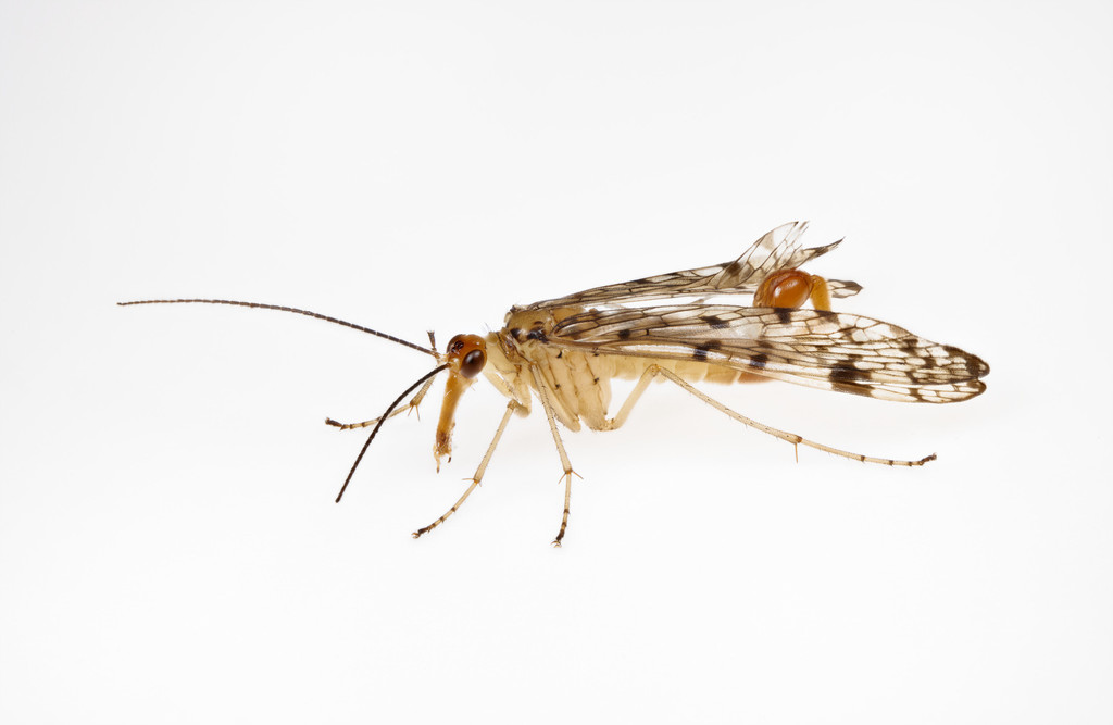 Panorpa submaculosa
