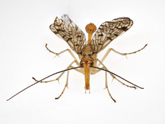 Panorpa submaculosa
