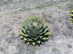 Agave nuusaviorum