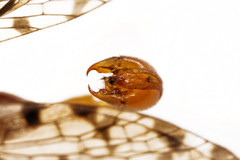 Panorpa submaculosa