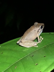 Pristimantis reichlei