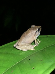 Pristimantis reichlei