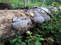 Fomes fomentarius