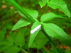 Yponomeuta multipunctella