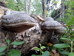 Fomes fomentarius