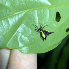 Micrathena pungens