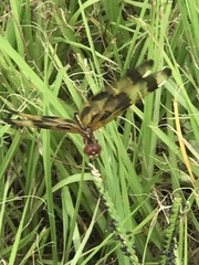Celithemis eponina
