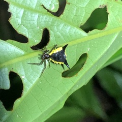 Micrathena pungens