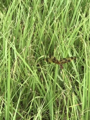 Celithemis eponina
