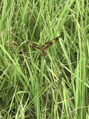 Celithemis eponina