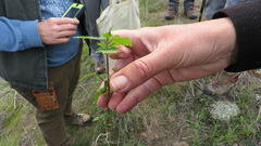 Hesperocnide tenella