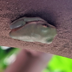 Agalychnis callidryas