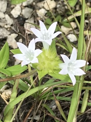 Richardia grandiflora
