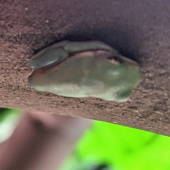 Agalychnis callidryas