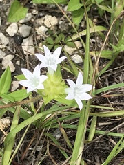 Richardia grandiflora
