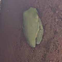 Agalychnis callidryas