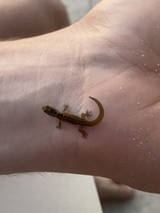 Sphaerodactylus macrolepis