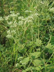 Eupatorium rotundifolium