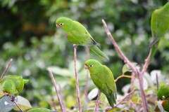 Psittacara chloropterus