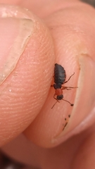 Endeodes collaris