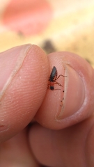 Endeodes collaris