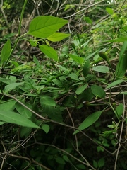 Capsicum annuum glabriusculum