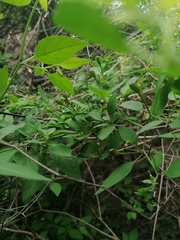Capsicum annuum glabriusculum