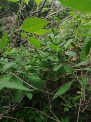Capsicum annuum glabriusculum