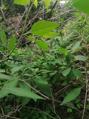 Capsicum annuum glabriusculum