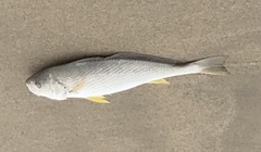 Umbrina roncador