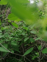 Capsicum annuum glabriusculum