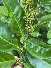 Salacia chinensis