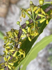 Salacia chinensis