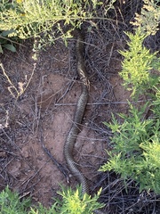 Masticophis flagellum