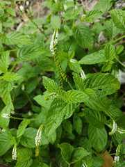 Heliotropium angiospermum