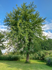 Acer saccharinum