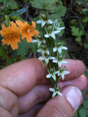 Platanthera elegans elegans