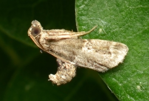 Tropical Meal Moth
