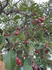 Malus