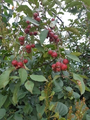 Malus