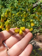 Senecio pudicus