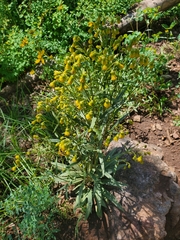 Senecio pudicus