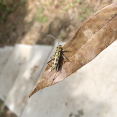 Demonax notabilis