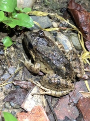 Leptodactylus leptodactyloides