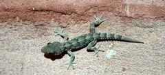 Tarentola angustimentalis