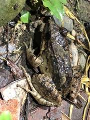 Leptodactylus leptodactyloides