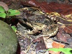 Leptodactylus leptodactyloides
