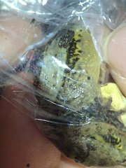 Leptodactylus leptodactyloides